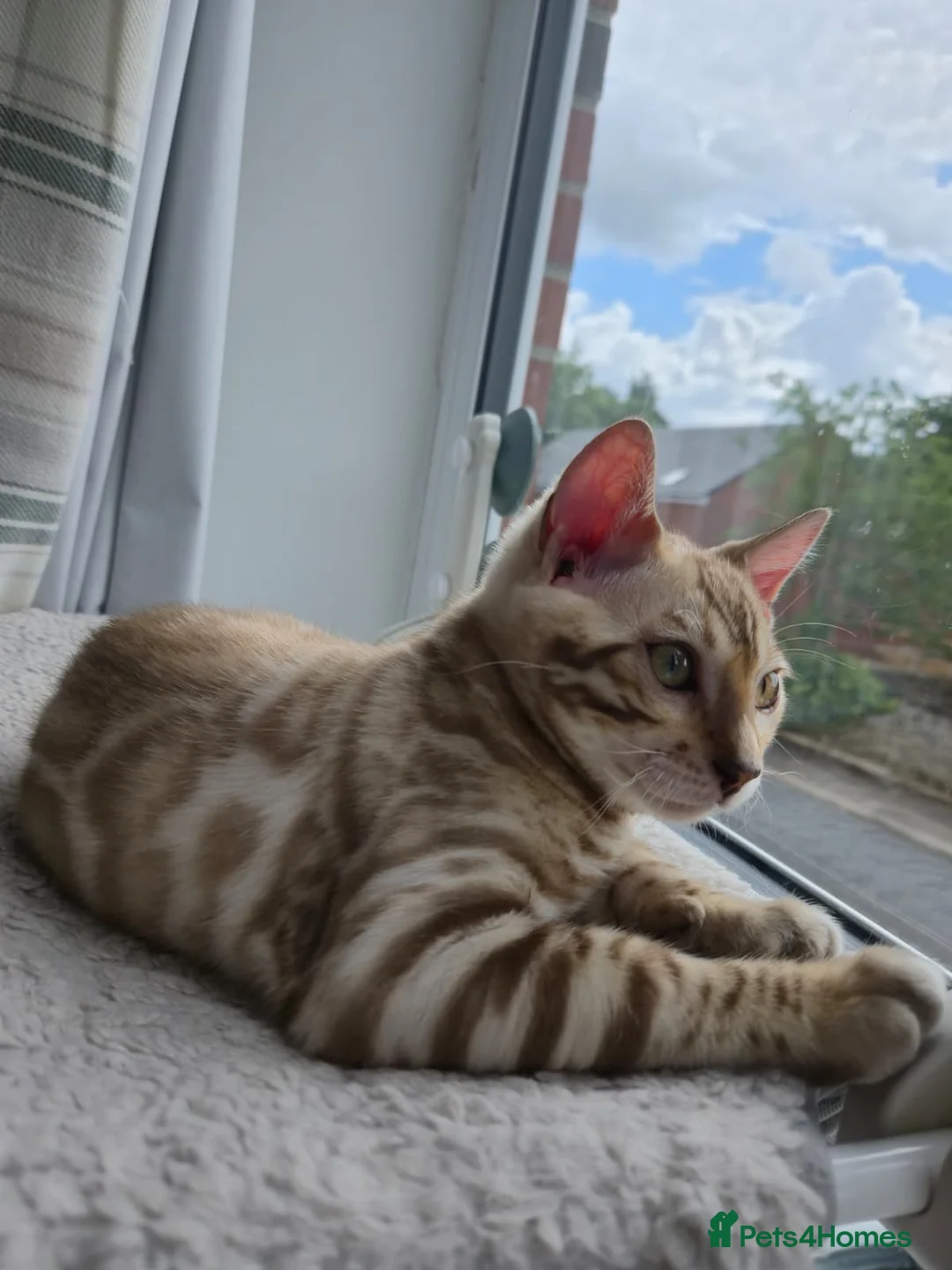 Bengal cats for sale: Beautiful TICA Bengal Kitten - 1 Year Old - Advert 1