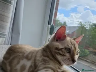 Bengal cats Beautiful TICA Bengal Kitten - 1 Year Old - Advert 2