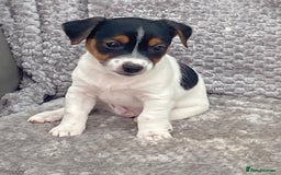 Jack Russell dogs for sale: Jack russel puppy’s  - Image 6