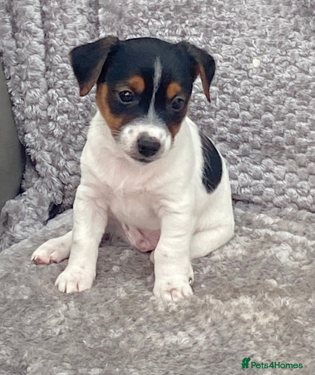 Jack Russell dogs for sale: Jack russel puppy’s  - Image 6