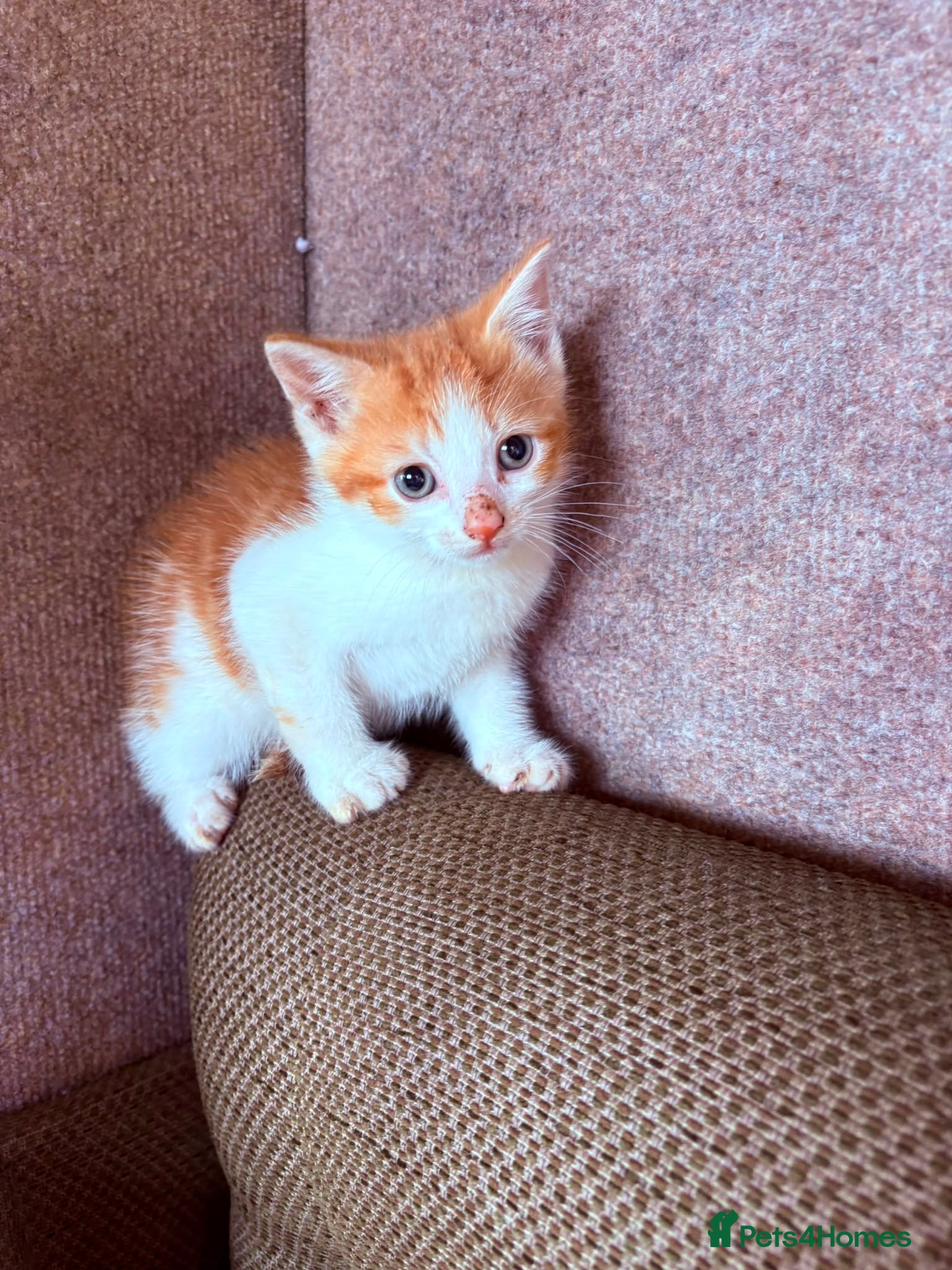 Mixed Breed cats READY NOW Beautiful kittens - Advert 4
