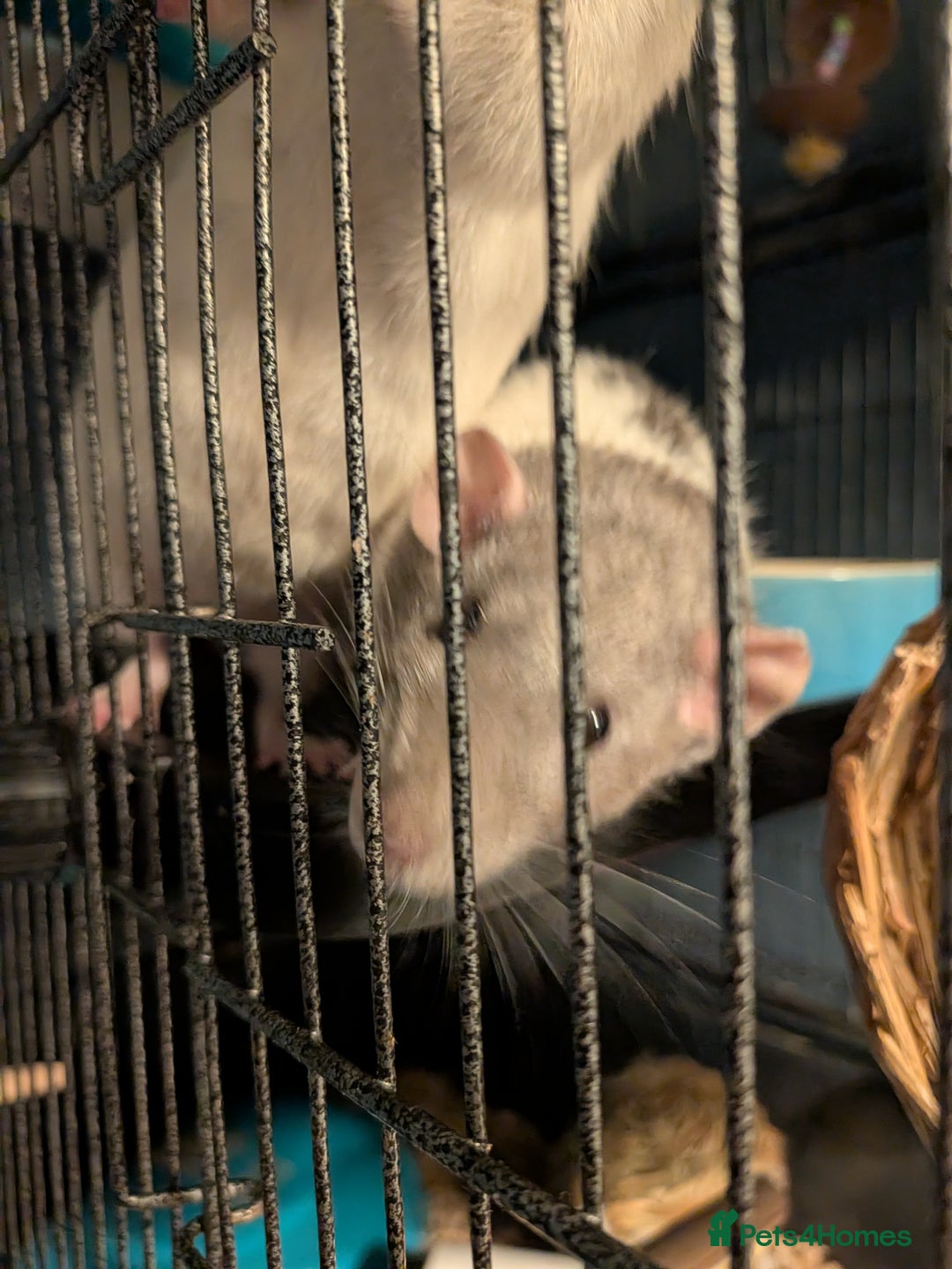 Rat rodents for sale: Female rats for adoption - with cage  - Advert 3