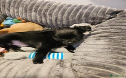 Chihuahua dogs for sale: Chihuahua puppies  - Image 3