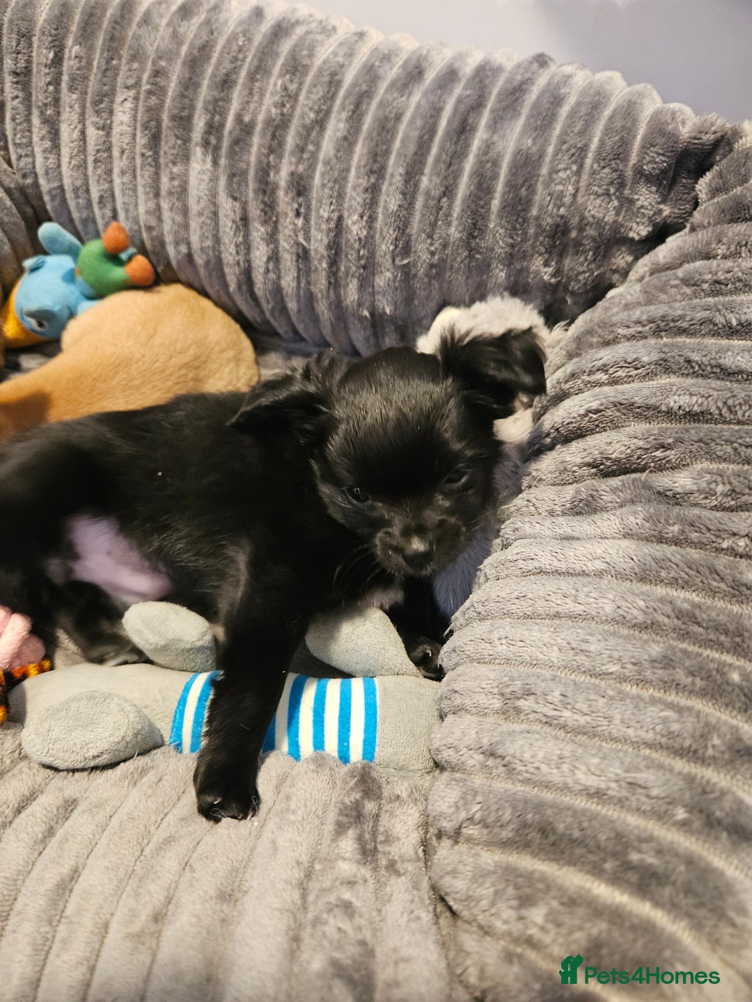 Chihuahua dogs for sale: Chihuahua puppies  - Image 3