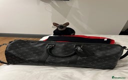 Sphynx cats for sale: Ratty - Grey Male Canadian Sphynx Cat 4 years old  - Image 3