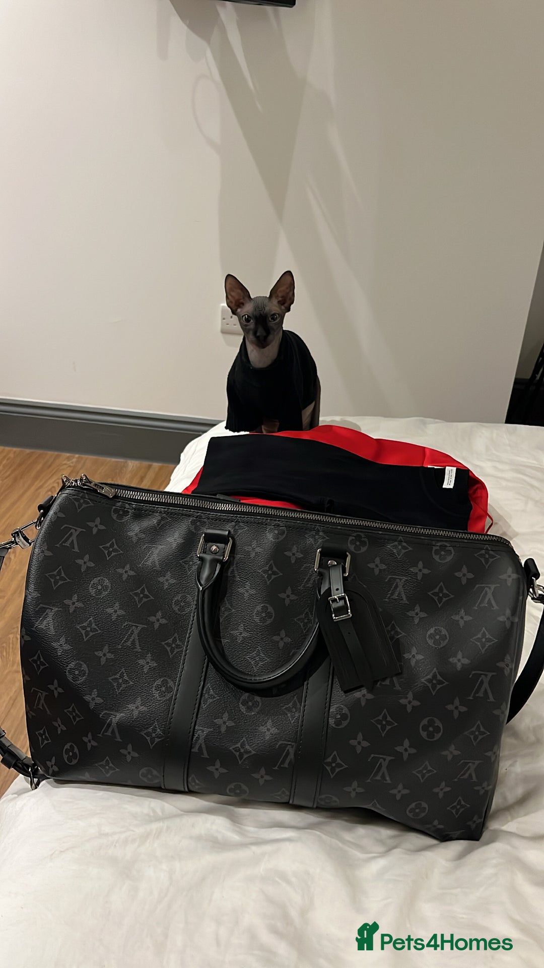 Sphynx cats for sale: Ratty - Grey Male Canadian Sphynx Cat 4 years old  - Image 3