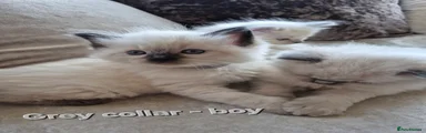 Grey collar - seal point boy