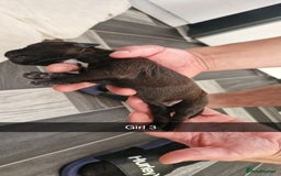 Mixed Breed dogs for sale: Staffie bullweiler puppies  - Image 15