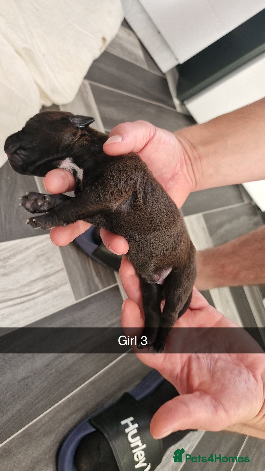 Mixed Breed dogs for sale: Staffie bullweiler puppies  - Image 15