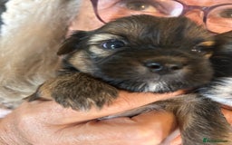 Shorkie dogs for sale: Shorkie pups - Image 4