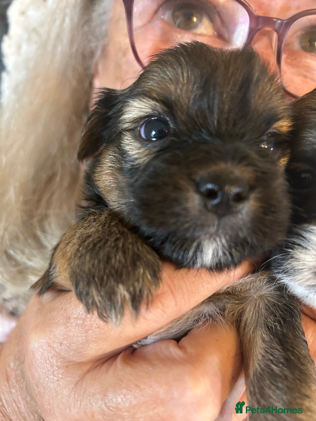 Shorkie dogs for sale: Shorkie pups - Image 4