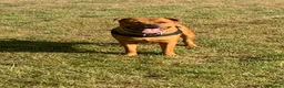 Staffordshire Bull Terrier dogs for stud: For stud- Red Staffordshire bull terrier in Telford - Advert 13