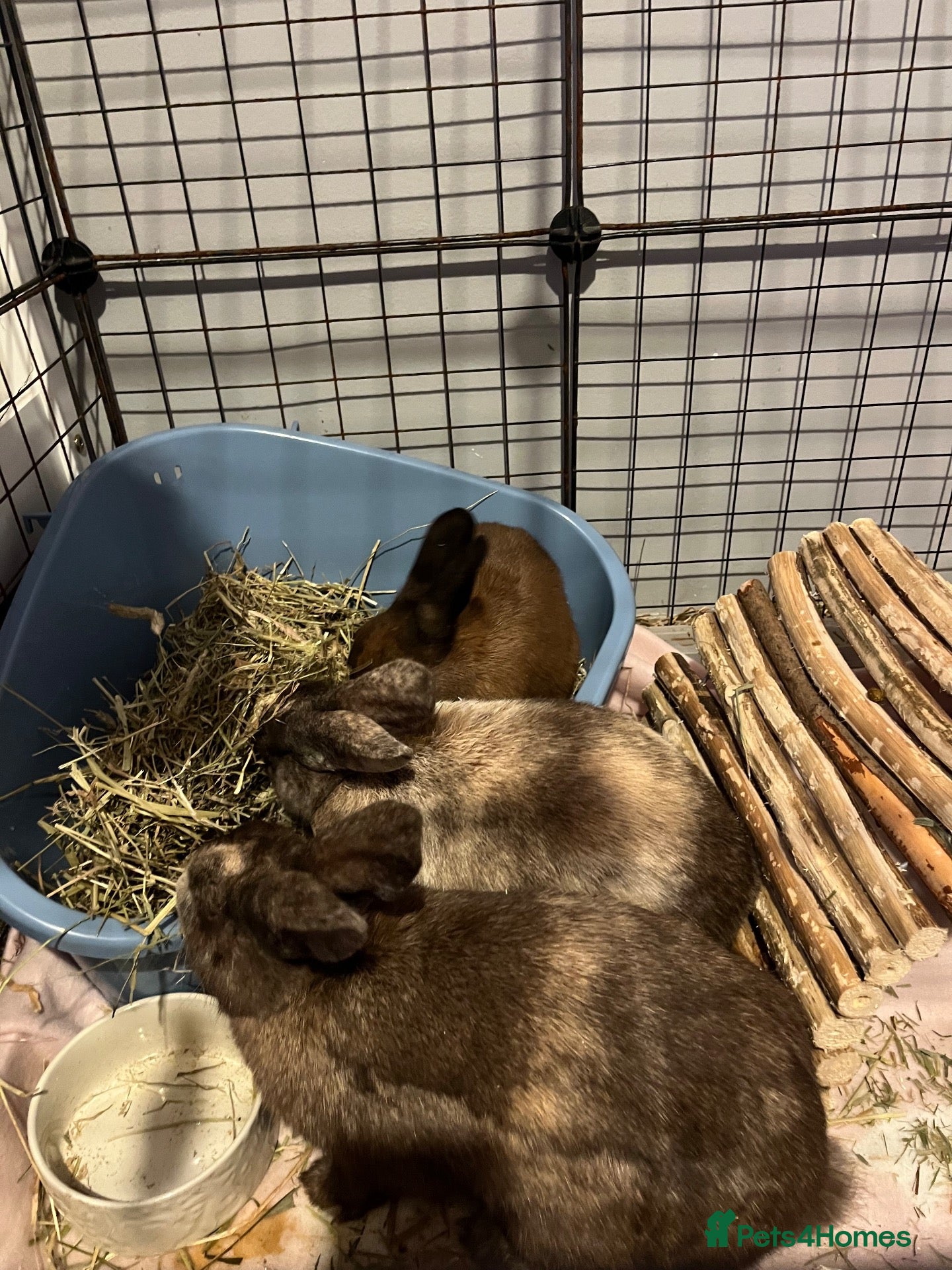 Mixed Breed rabbits Loving bunnies needing a 🏡 - Advert 11