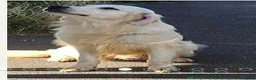 Golden Retriever dogs for sale: Premium Golden Retriever Puppies - Advert 7