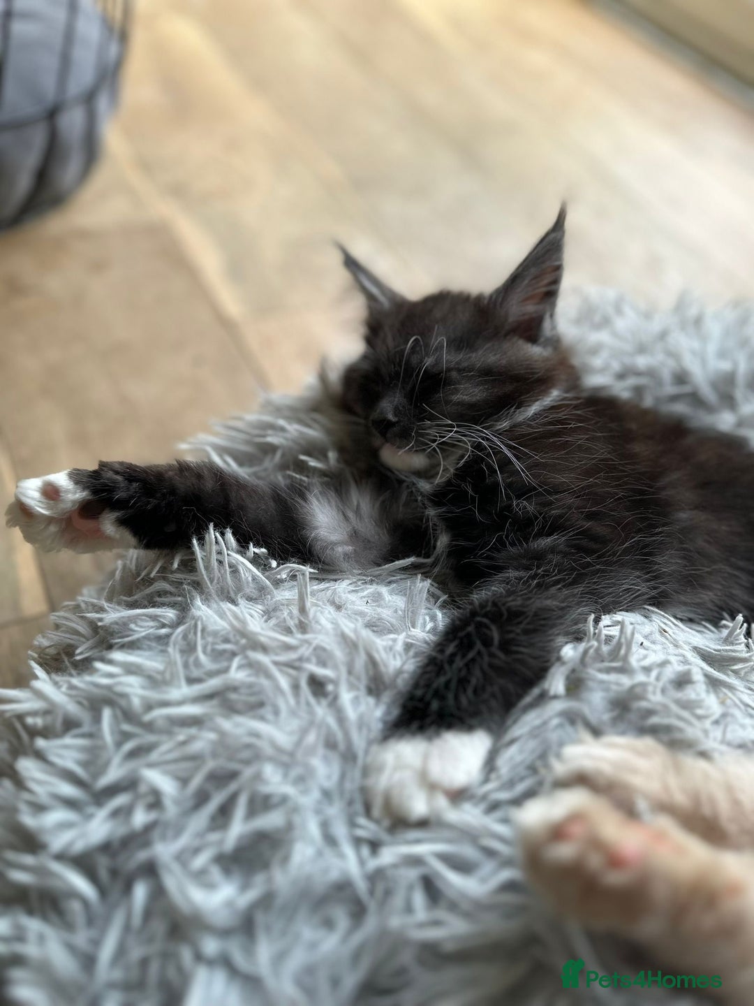 Maine Coon cats for sale: Ready now Beautiful chunky Maine coon kittens - Advert 3