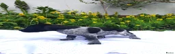 German Shorthaired Pointer dogs for sale: ❤️🐾 GORGEOUS GERMAN SHORTHAIRED POINTER PUPPIES - Advert 17