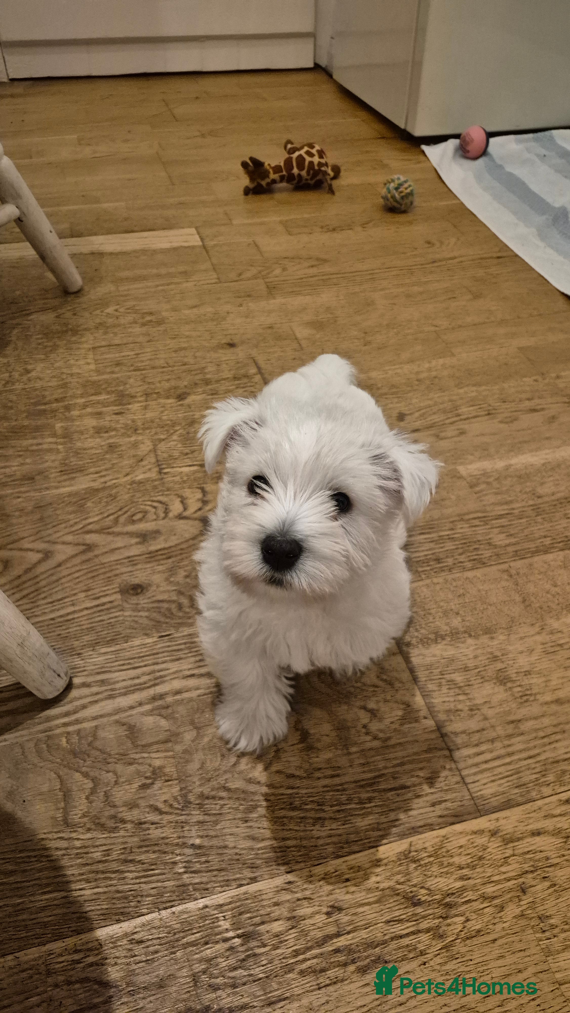 West Highland Terrier dogs 1 left - Westie boy READY FOR NEW HOME NOW - Advert 1