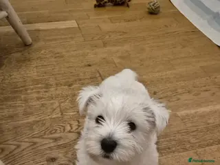 West Highland Terrier dogs 1 left - Westie boy READY FOR NEW HOME NOW - Advert 1