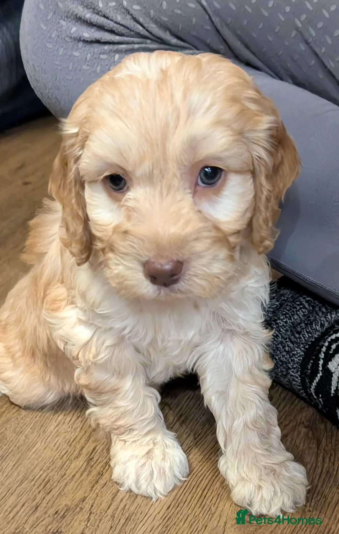 Cockapoo dogs for sale: Licensed breeder, health tested F1 cockapoo pups - Advert 8