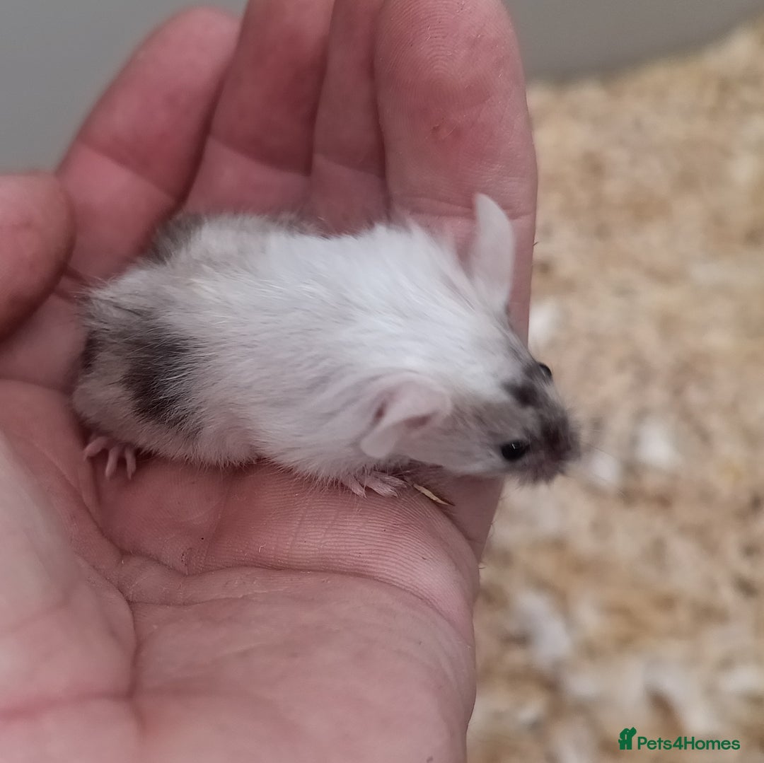 Mouse rodents for sale: Calm and friendly mice available  - Advert 3