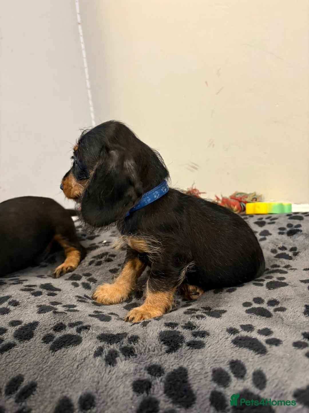 Mixed Breed dogs for sale: dixie pop puppies for sale - Image 22