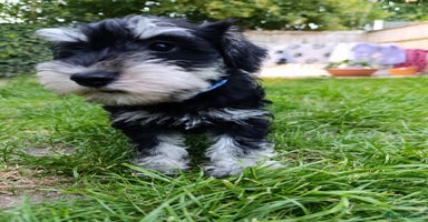Miniature Schnauzer dogs in Liverpool - Advert 6