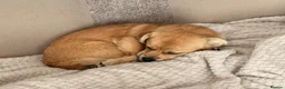 Mixed Breed dogs for adoption: ❤️MYLA❤️ THE LITTLE GIRL FOR ONE VERY LUCKY FAMILY - Advert 3