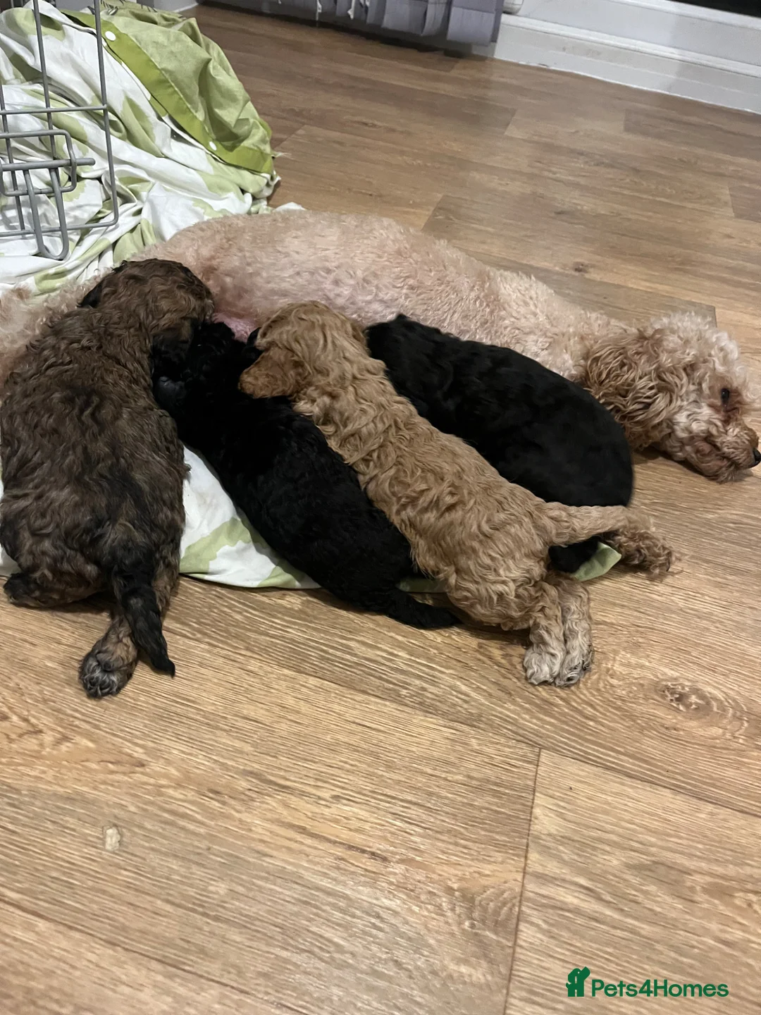 Cavapoo dogs for sale: F1b cavapooo puppy’s  in Kidderminster - Advert 2