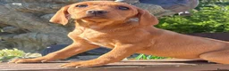 Labrador Retriever dogs for sale: Fox red Labrador  in Chichester - Advert 15