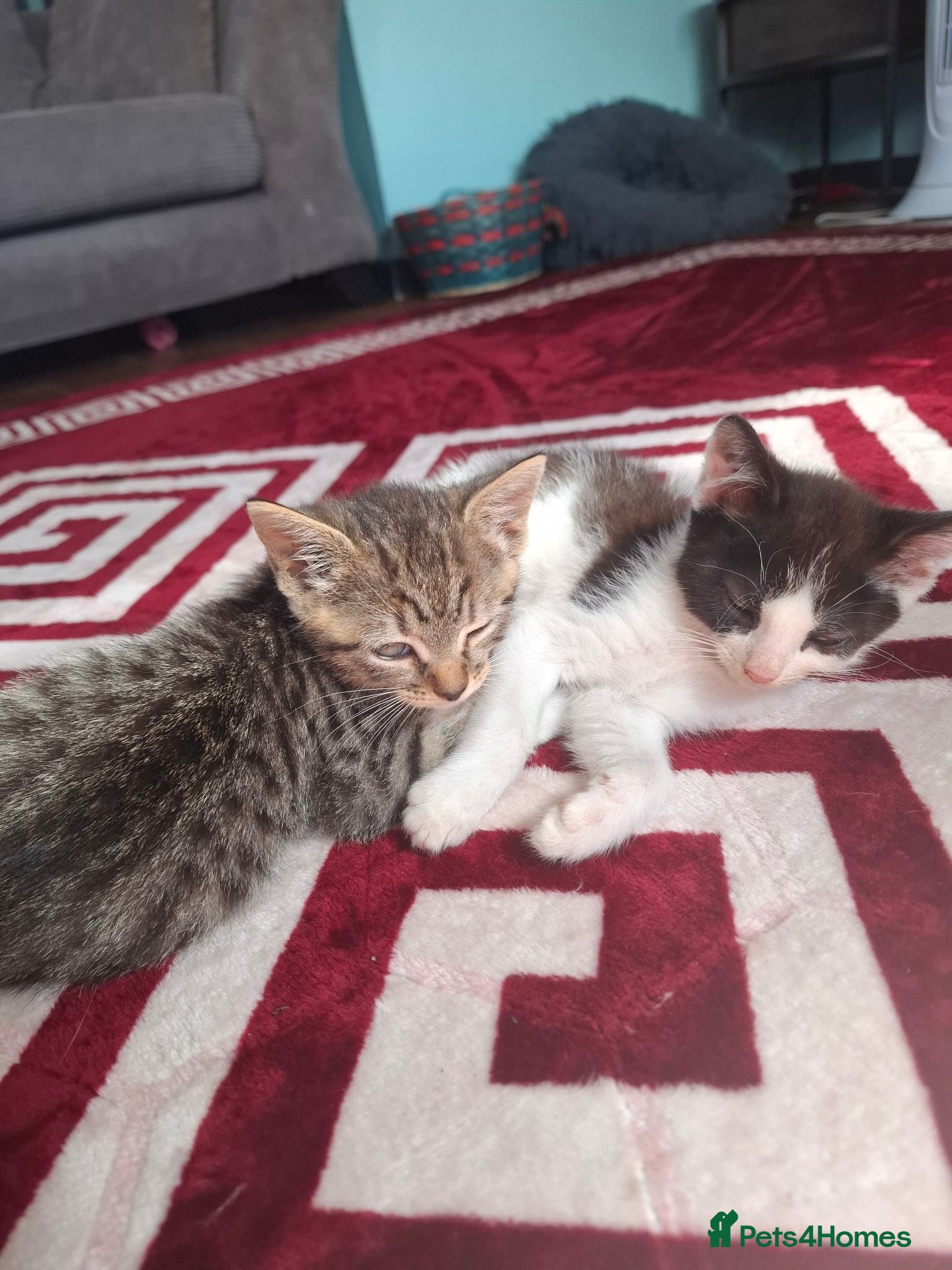 Mixed Breed cats 2 kittens, half ragdoll  - Advert 2
