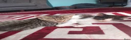 Mixed Breed cats for sale: 2 kittens, half ragdoll  - Advert 1