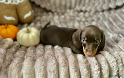Dachshund dogs for sale: Dachshunds mini puppies   - Image 35