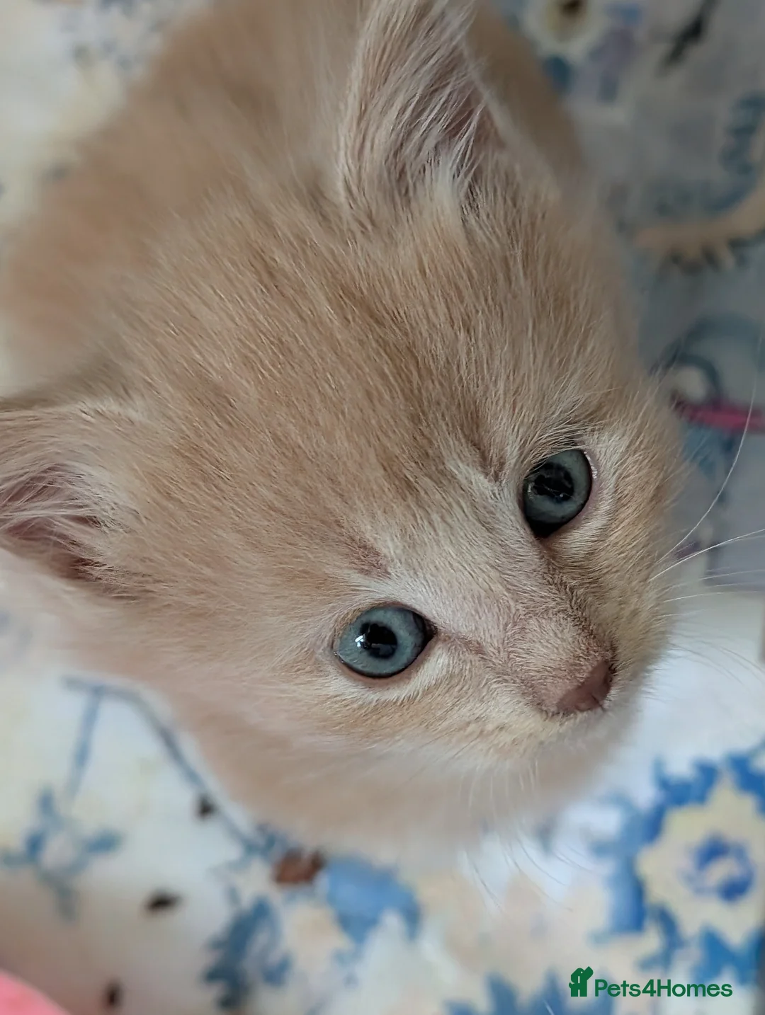 Mixed Breed cats for sale: Ginger female kittens  - Advert 2