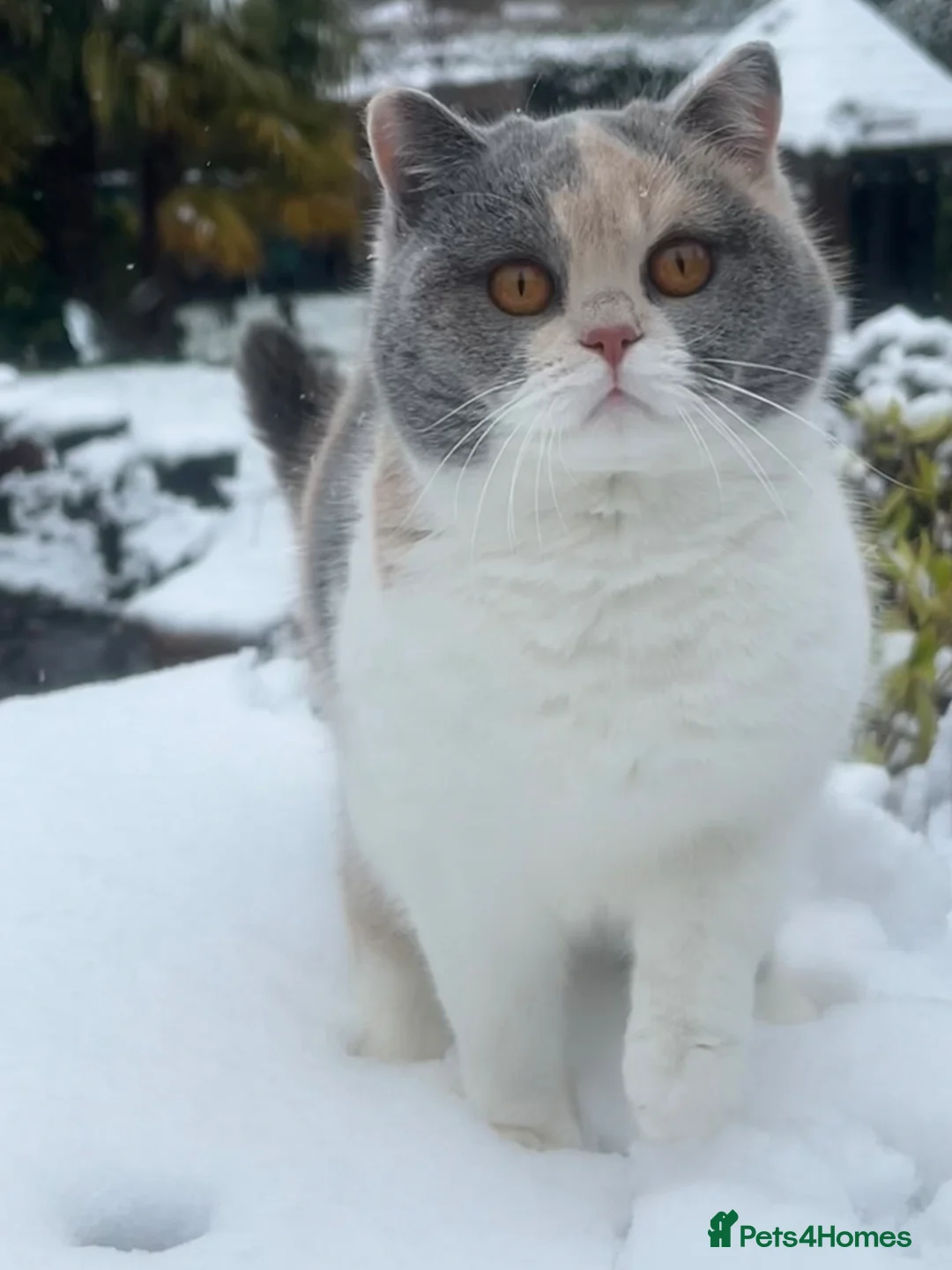 British Shorthair cats for sale: Beautiful British Shorthair Kittens - Advert 2