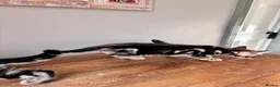 Bengal cats for sale: Bengal cross kittens  - Advert 3