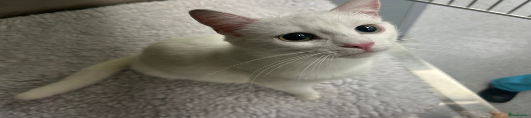 Domestic Shorthair Kitten 1