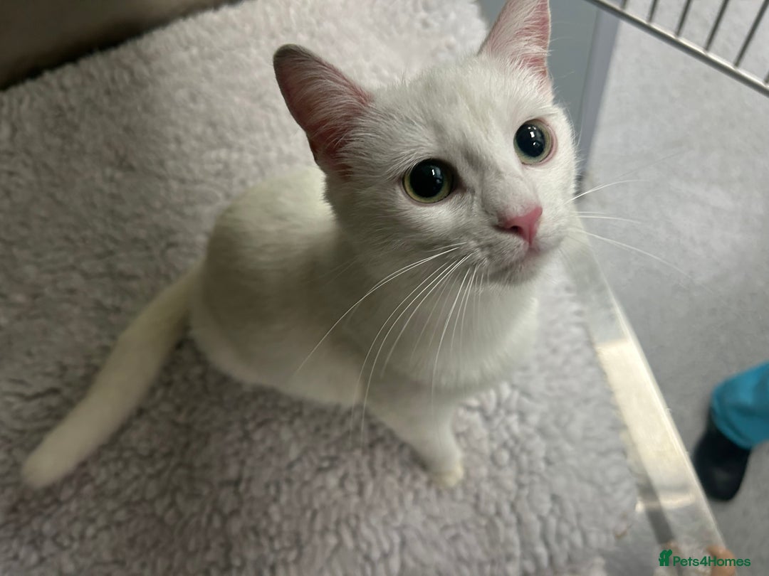 Domestic Shorthair cats for sale: Beautiful female spayed white cat - Image 1