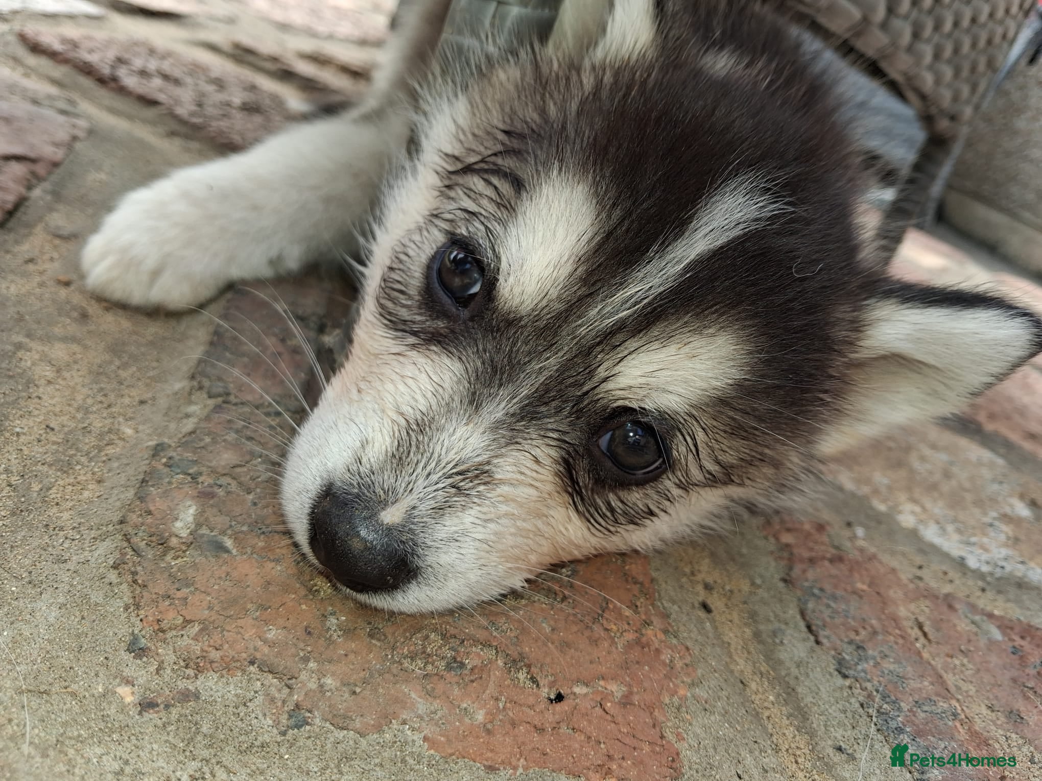 Pomsky dogs FOUR beautiful pomsky pups ready to leave nextweek - Advert 2