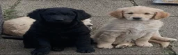 Goldendoodle dogs for sale: Stunning Goldendoodle Puppies - Advert 18