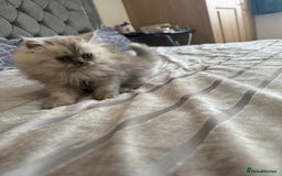 Persian cats for sale: Persian Grey kitten male and female - Image 6