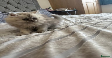 Persian cats - Advert 4