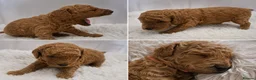 Toy Poodle dogs for sale: Exceptional Red Toy Poodles – KC Registered - Advert 4