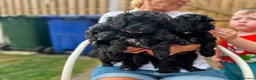 Cavapoo dogs for sale: ⭐️4 Stunning little black cavapoos⭐️ - Advert 18