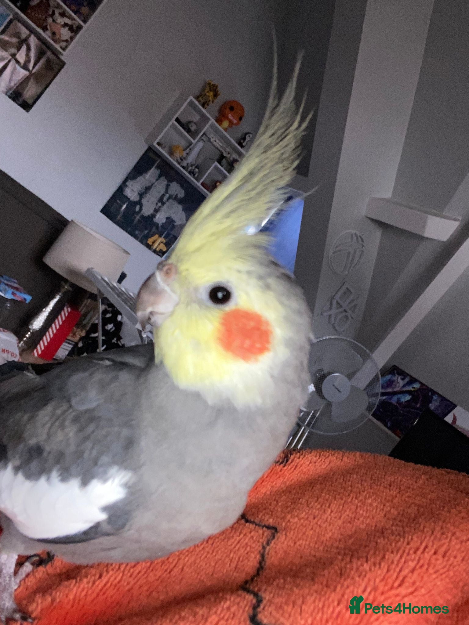 Cockatiels birds Handtamed cockatiel for sale - Advert 2