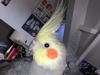 Cockatiels birds Handtamed cockatiel for sale - Advert 1