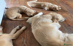 Golden Retriever dogs for sale: KC Registered Golden Retriever Puppies - Image 12