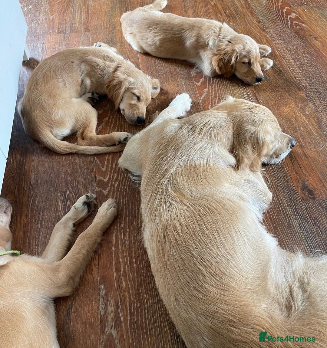 Golden Retriever dogs for sale: KC Registered Golden Retriever Puppies - Image 12