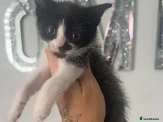 Mixed Breed cats Last kitten grey, black and white boy - Advert 4