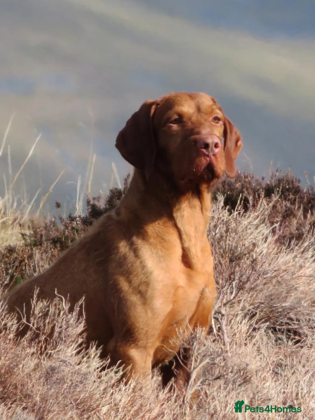 Hungarian Vizsla dogs for stud: Trevor aka FTCH Zoldmali Irka-Firka at CanalGame  in Ashford - Advert 2