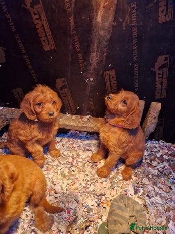 Labradoodle dogs - Advert 1